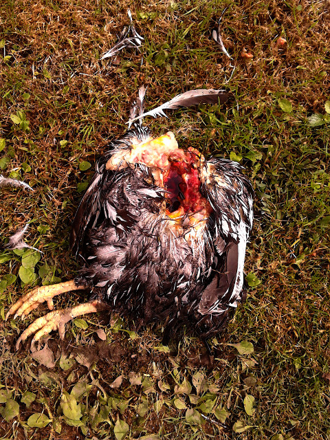 2016.23.September: 14.45.40 Mme.Blanche-Noire Poulet