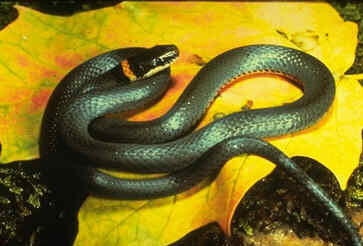 northern ringneck snake